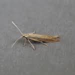 Attēlu rezultāti vaicājumam “Coleophora alticolella”