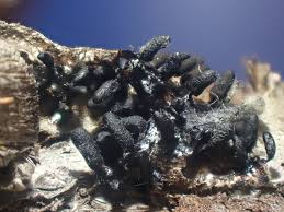 Attēlu rezultāti vaicājumam “Comatricha pulchella”