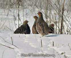 Attēlu rezultāti vaicājumam “Perdix perdix adult”