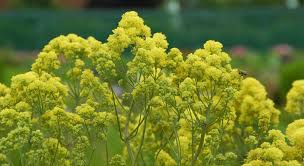 Attēlu rezultāti vaicājumam “Thalictrum flavum flower”
