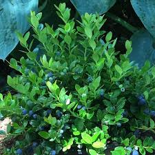 Attēlu rezultāti vaicājumam “Brachycera”