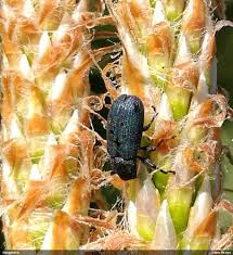 Attēlu rezultāti vaicājumam “Magdalis sp.”