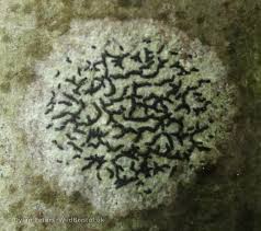 Attēlu rezultāti vaicājumam “Opegrapha atra”