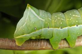 Attēlu rezultāti vaicājumam “Amphipyra pyramidea”