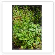 Attēlu rezultāti vaicājumam “Sanicula europaea bud”