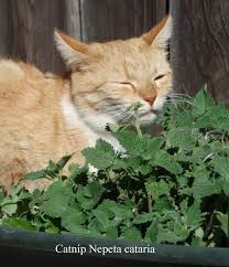 Image result for Nepeta cataria