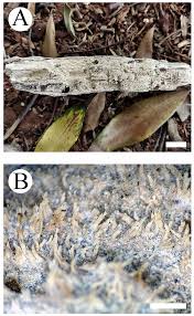 Attēlu rezultāti vaicājumam “Trechispora mollusca”