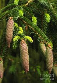 Attēlu rezultāti vaicājumam “Picea abies fruit”