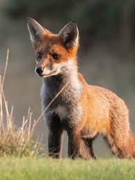 Image result for Fox Gc