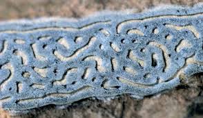 Attēlu rezultāti vaicājumam “Diderma testaceum young”