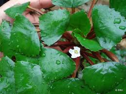 Attēlu rezultāti vaicājumam “Trapaceae”