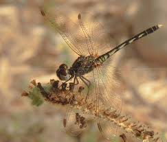 Attēlu rezultāti vaicājumam “Leucorrhinia albifrons female”