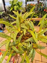 Attēlu rezultāti vaicājumam “Lycogala leopardinum sessile”