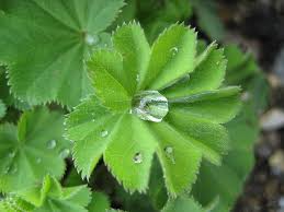 Attēlu rezultāti vaicājumam “Alchemilla vulgaris aggr. leaf”