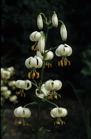 Image result for Lilium martagon Alba