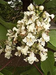 Attēlu rezultāti vaicājumam “Catalpa ovata leaf”