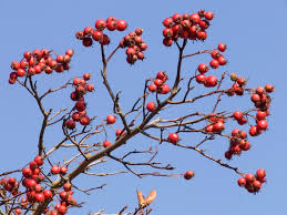 Attēlu rezultāti vaicājumam “Crataegus persimilis”
