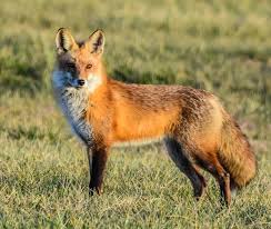 Attēlu rezultāti vaicājumam “Vulpes vulpes”