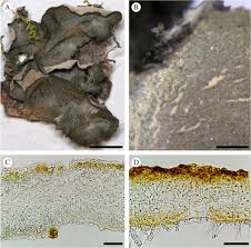Attēlu rezultāti vaicājumam “Leptogium lichenoides”