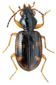 Attēlu rezultāti vaicājumam “Bembidion quadrimaculatum”