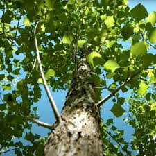 Attēlu rezultāti vaicājumam “Populus”