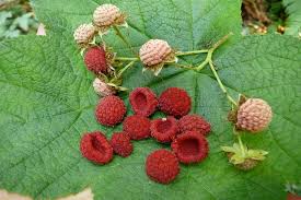 Attēlu rezultāti vaicājumam “Rubus parviflorus”