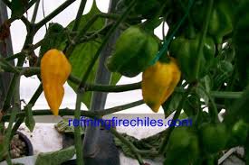 Afbeeldingsresultaat voor yellow fratali hot pepper