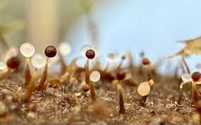 Attēlu rezultāti vaicājumam “Clastoderma debaryanum”