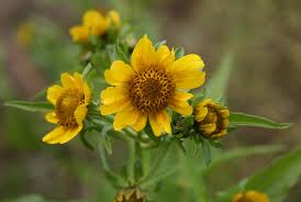 Attēlu rezultāti vaicājumam “Bidens cernua flower”