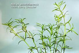 Attēlu rezultāti vaicājumam “Najadaceae”