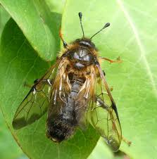 Attēlu rezultāti vaicājumam “Cimbicidae”