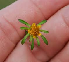 Attēlu rezultāti vaicājumam “Bidens frondosa flower”