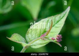 Attēlu rezultāti vaicājumam “Circaea lutetiana bud”