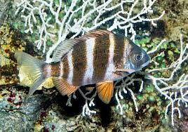 Image result for Diplodus cervinus