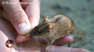 Attēlu rezultāti vaicājumam “Apodemus agrarius”