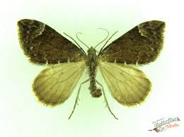 Attēlu rezultāti vaicājumam “Dysstroma truncata”