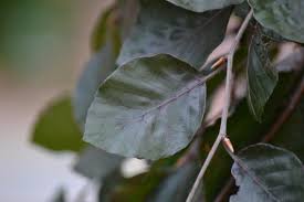 Attēlu rezultāti vaicājumam “Fagus sylvatica fo. laciniata leaf”