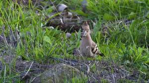 Image result for hoepoe