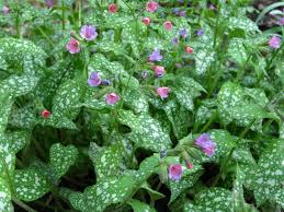 Image result for Lungenkraut