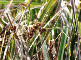 Attēlu rezultāti vaicājumam “Cladium mariscus fruit”