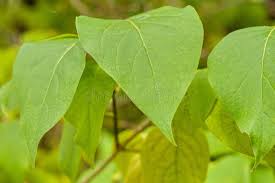 Attēlu rezultāti vaicājumam “Syringa reticulata subsp. amurensis leaf”