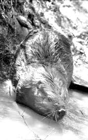 Image result for Beaver Sc