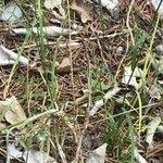 Attēlu rezultāti vaicājumam “Poa nemoralis fruit”