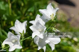 Image result for Campanula formanekiana