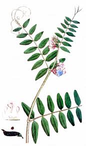 Attēlu rezultāti vaicājumam “Vicia sepium fruit”