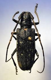 Attēlu rezultāti vaicājumam “Monochamus urussovi”