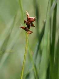 Attēlu rezultāti vaicājumam “Carex dioica fruit”
