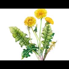 Attēlu rezultāti vaicājumam “Taraxacum officinale aggr. fruit”