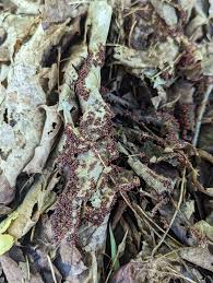 Attēlu rezultāti vaicājumam “Claustria didermoides stalked”