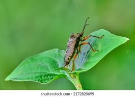 Attēlu rezultāti vaicājumam “Picromerus bidens”